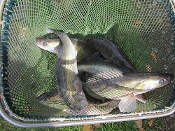 schöne Zander im Kescher